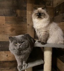British Shorthair – British Shorthair Kittens Purebred Great Lines
