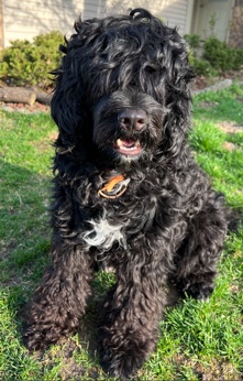Portuguese Water Dog – Smart Lovely Chase