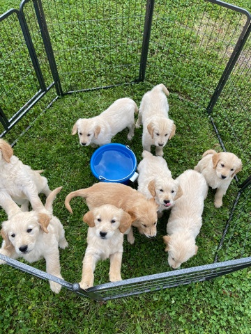 Golden Retriever – Golden Retriever Puppies
