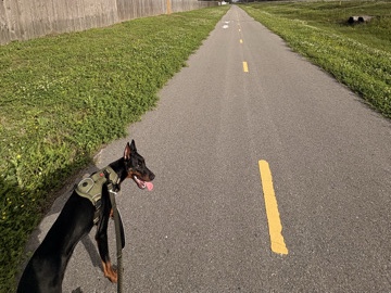 Doberman Pinscher – Full bred, male doberman – Marrero