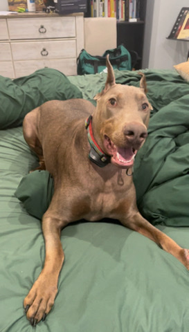 Doberman Pinscher – Doberman Pinscher