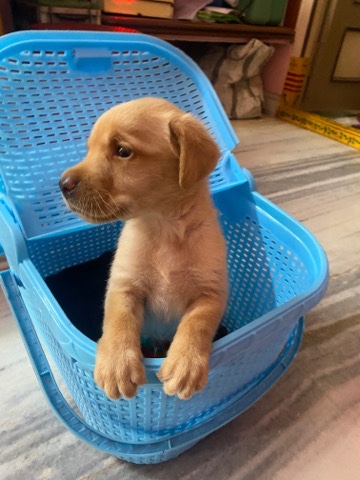Labrador Retriever – lab puppy