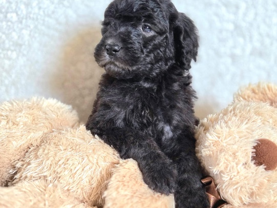 golden Doodle – Liberty