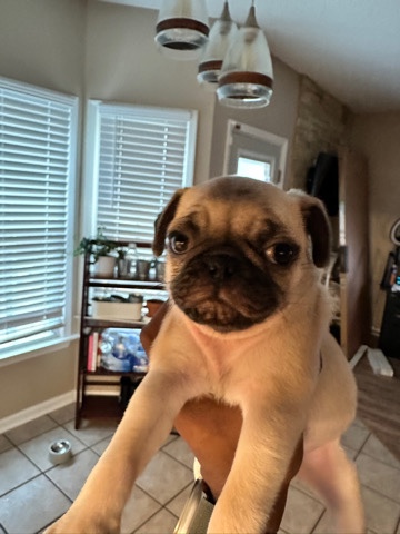 Pug – Pistachio