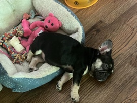 French Bulldog – bulldog francés – Decatur