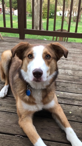 Australian Shepherd – rehoming moonie