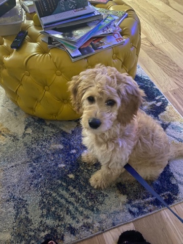 mini golden doodle