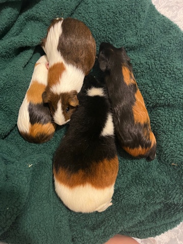 rehoming 3 female guniea pigs