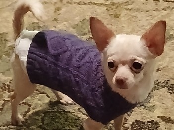 Chihuahua – Chihuahua for sale – Athens