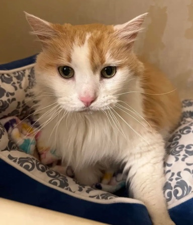 Free Cat: Orphan