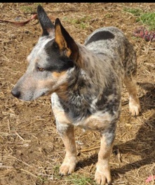 Lancashire Heeler – blue heeler