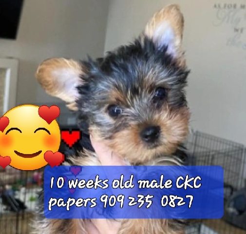 Yorkshire Terrier – yorkie