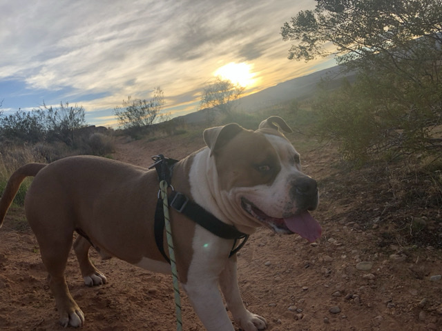 American Bulldog – American bully – Washington