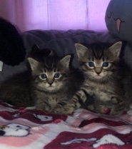 Kittens!