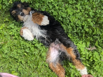 Brownie-mini aussiedoodle – Hartford