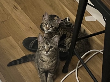 American Shorthair – Kittens - Bonded Pair – Spokane