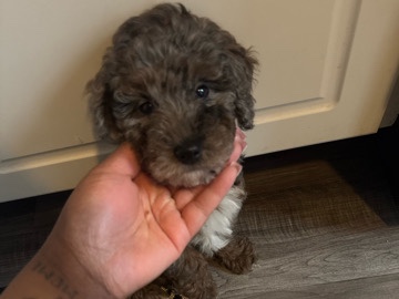 Poodle – Stormi - Miniature Poodle – Columbus