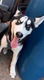 Siberian Husky – Siberian Husky