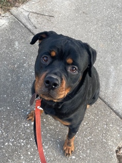 Rottweiler – 1 yr Rottweiler