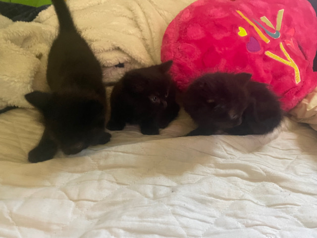 Kittens