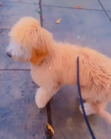 Goldendoodle