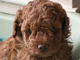 Poodle – cuccioli barbone toy – Pistoia