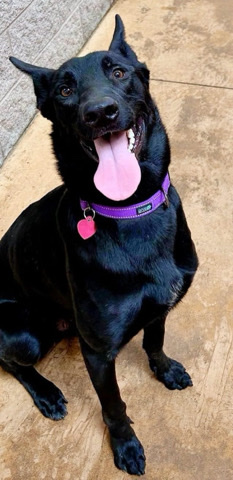 Belgian Shepherd Dog (Malinois) – Draco