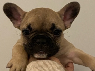 French Bulldog – French bulldogs waiting for a home – Harrisburg