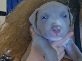 Cane Corso – 6 adorable puppies 8-week-old – Phoenix