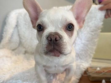 French Bulldog – Female French Bulldog Puppy | 16 Weeks Old | – Boca Raton
