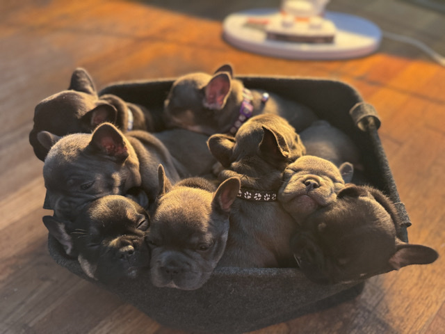 French Bulldog โ French bulldog โ Hamden
