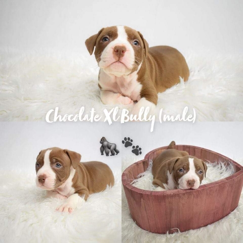 American Bulldog – xl bulldogs for sale