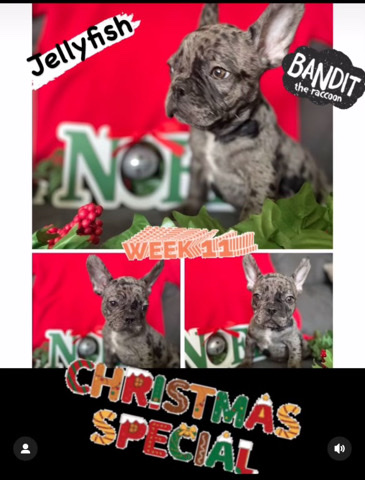 French Bulldog – for sale need homes