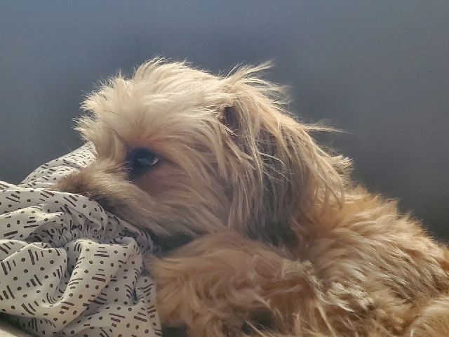 Wheaten Terrier mix – Coral Springs