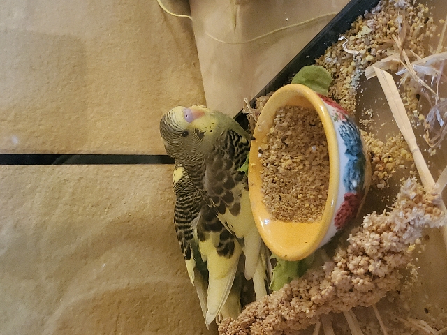 Baby Parakeets