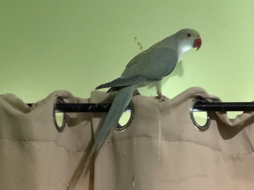 Indian Ringneck – Indian ring neck parrot – Warner Robins
