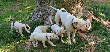 American Pit Bull Terrier – Pitbull pups available
