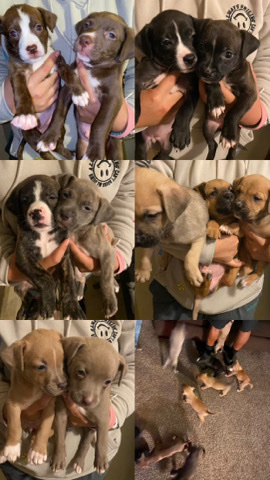 16 puppies for 250 each 