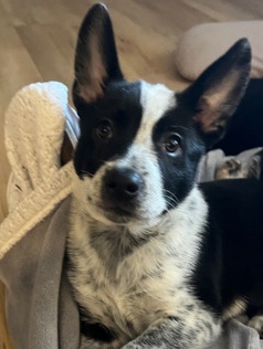 Australian Cattle Dog – Border collie & blue heeler mix puppy