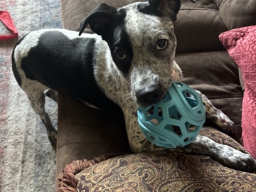 American Pit Bull Terrier – Jett – Durant
