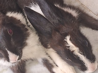 Rabbit – Kanpur