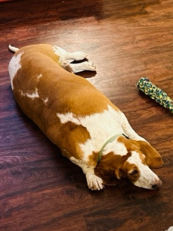 Sweet Bassett needs a new home