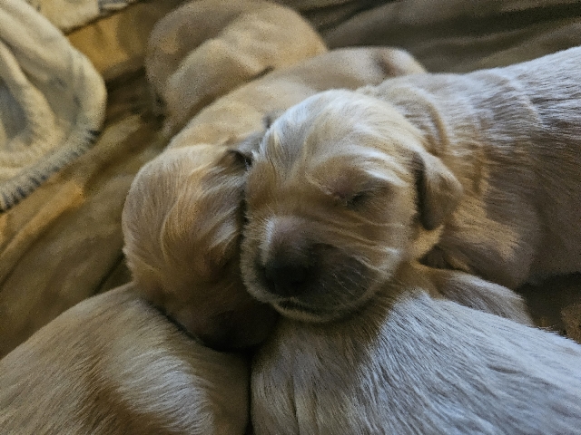 Golden Retriever - Newborn Golden Retriever Puppies  available for adoption in Fayette