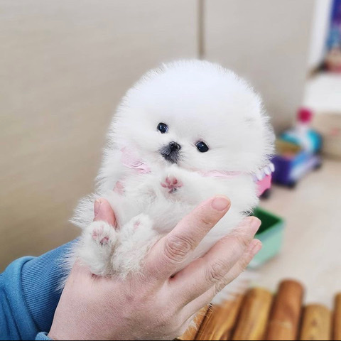 Pomeranian – purebred teacup Pomeranian puppy