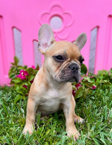 French Bulldog β Baby Frenchie
