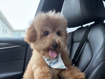 Poodle – 🐾 Beautiful 7½-Month-Old Female Toy Poodle – Fully Vaccinated & Ready for Her Forever Home 🏡 – Santa Ana