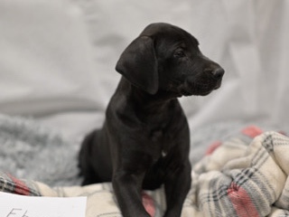 Great Dane – Great Dane Male – Denmark