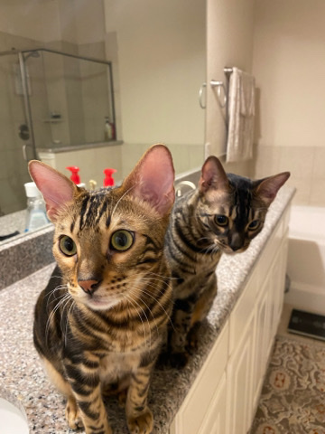 Bengal – max and Oliver