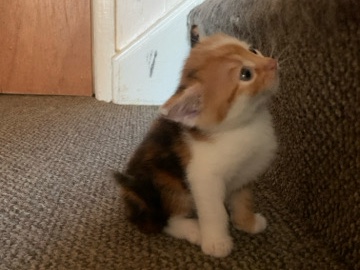 beautiful loving kittens – Pontefract