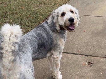 Mixed Breed – Bernedoodle – Dale